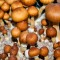 споры псилоцибиновых грибов Koh Samui