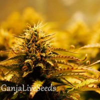 Jack 47 feminised Ganja Seeds Fast Version