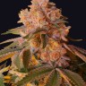 мощные сорта конопли купить L.A. Confidential feminised
