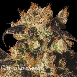 Auto White Berry feminised Ganja Seeds