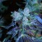 где заказать семена конопли Green House Thai feminised Ganja Seeds