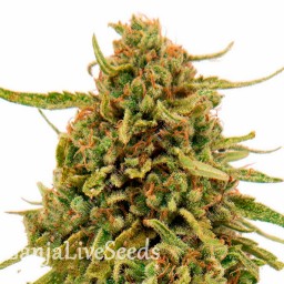 Widow Remedy feminised Ganja Seeds