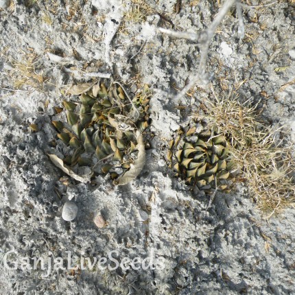 Ariocarpus trigonus elongatus