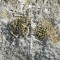 Недорогие семена кактуса Ariocarpus trigonus
