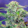 Семена Mandarine feminised Ganja Seeds