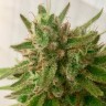 Семена конопли Mandarine feminised Ganja Seeds