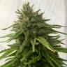 Семена каннабиса Mandarine feminised Ganja Seeds