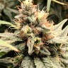 Купить семена Mandarine feminised Ganja Seeds