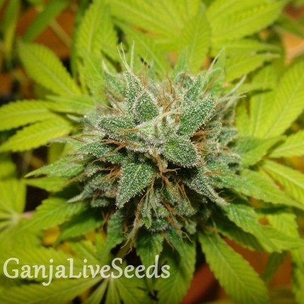 Auto Super Mazar feminised Ganja Seeds