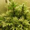 заказ семян конопли Киев Auto White Widow feminised Ganja Live Seeds