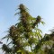 семена конопли для выращивания Auto White Widow feminised Ganja Live Seeds