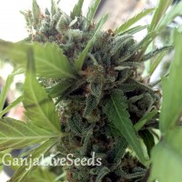 Auto Girl Scout Cookies feminised GanjaLiveSeeds