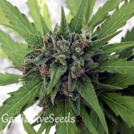 Auto Girl Scout Cookies feminised GanjaLiveSeeds