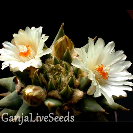 Ariocarpus MIX