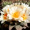 Недорогие семена кактусов Ariocarpus MIX