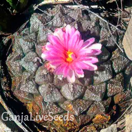 Ariocarpus MIX