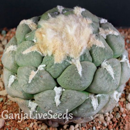 Ariocarpus MIX