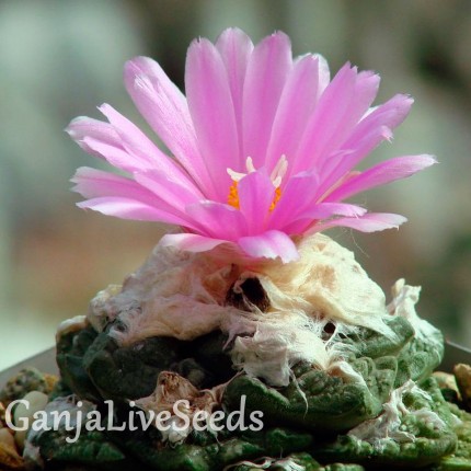 Ariocarpus MIX