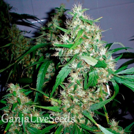 Auto Critical Kush feminised Ganja Seeds