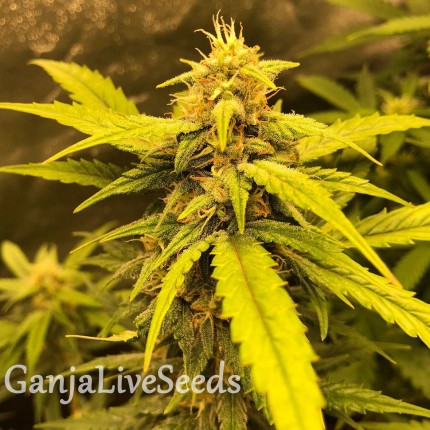 Auto Black Jack feminised Ganja Seeds