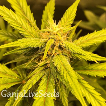 Auto Black Jack feminised Ganja Seeds