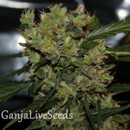 2046 feminised Ganja Seeds