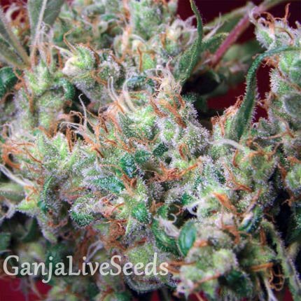 2046 feminised Ganja Seeds