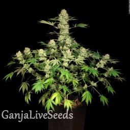Auto AK feminised Ganja Seeds