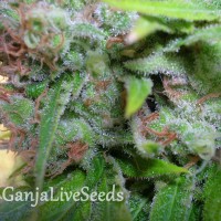 Auto Haze CBD feminised GanjaLiveSeeds