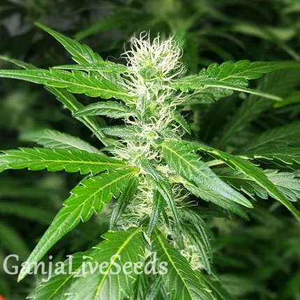 Afghan Haze feminised Ganja Seeds