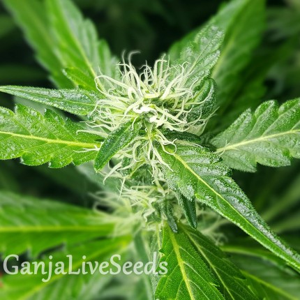 Afghan Haze feminised Ganja Seeds