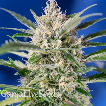 Auto Crystal Candy feminised GanjaLiveSeeds