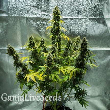 Auto Royal Haze feminised Ganja Seeds