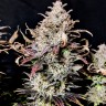 Семена конопли Mimosa feminised Ganja Seeds купить