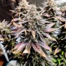 Семена конопли Mimosa feminised Ganja Seeds