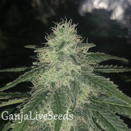 Afghan feminised Ganja Seeds