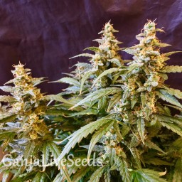 Auto Jack feminised Ganja Seeds