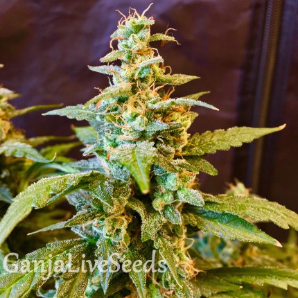 Auto Jack feminised Ganja Seeds