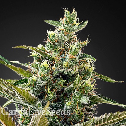 Auto Super Lemon Haze CBD feminised GanjaLiveSeeds