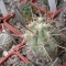 Семена кактусов Trichocereus chilensis var. panhoplites