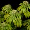 Семена каннабиса California Hash Plant feminised Ganja Seeds