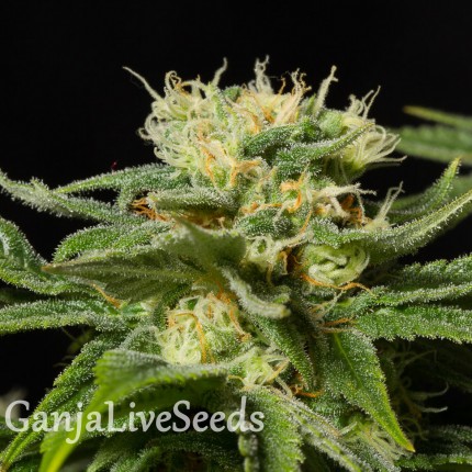 California Hash Plant feminised Ganja Seeds