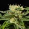Семена марихуаны California Hash Plant feminised Ganja Seeds