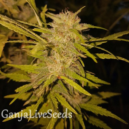 Black Russian feminised Ganja Seeds