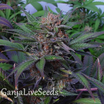 Auto Somango x Blueberry feminised Ganja Seeds