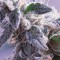 купить семена конопли гидропоники Himalaya Blue Diesel feminised