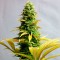 купить семена конопли автоцвет Auto Critical feminised