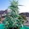 заказ семян конопли Украина Auto Critical feminised