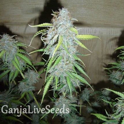 Blue Mango feminised Ganja Seeds