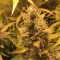 Недорогие семена марихуаны Auto Brooklyn Sunrise feminised Ganja Seeds